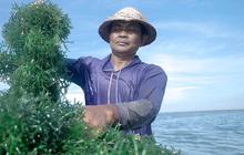 Pemerintah Siap Penuhi Kebutuhan Pupuk Dalam Negeri Lewat Rumput Laut