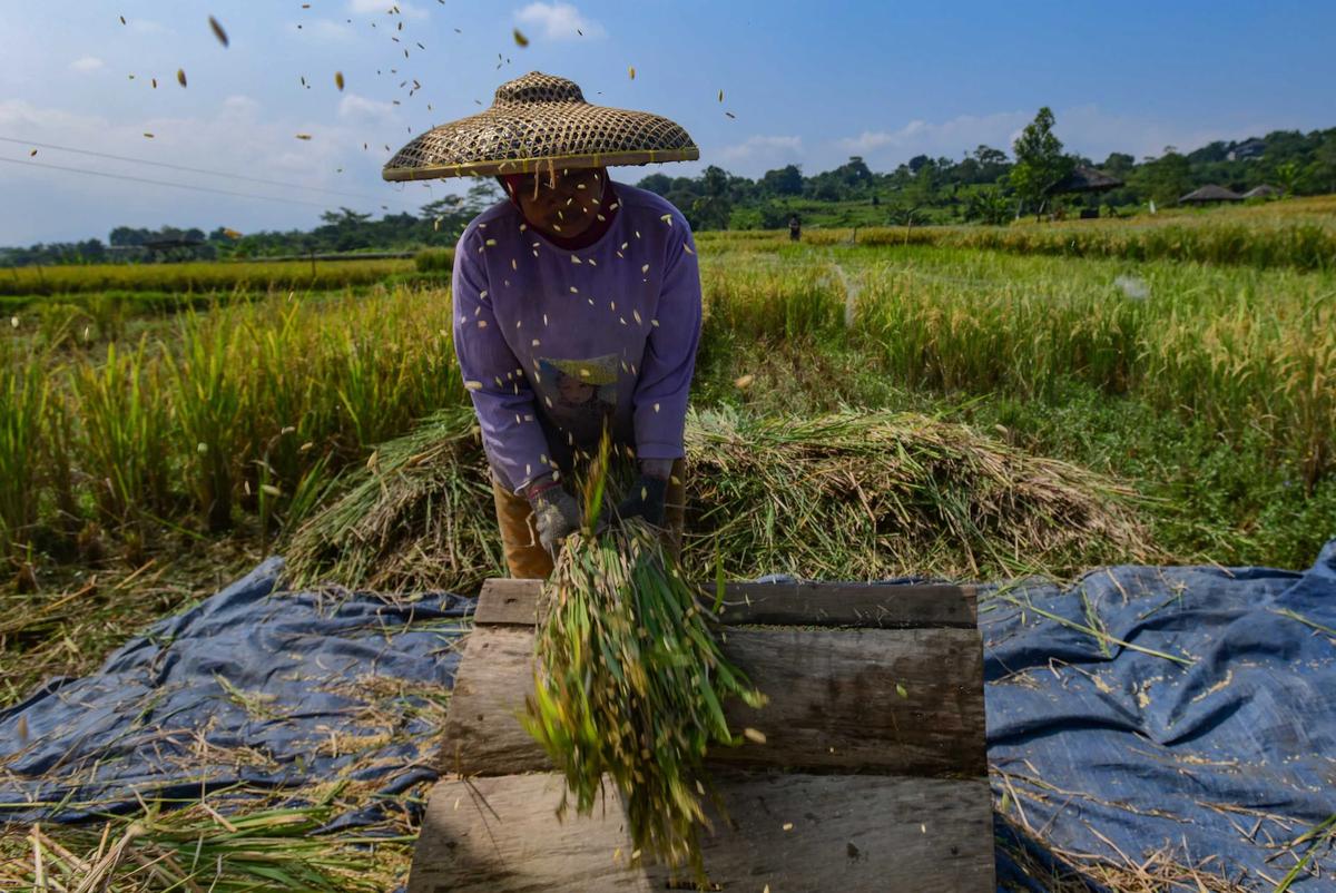 FOTO: Serapan Gabah Bulog Meningkat Perkuat Ketahanan Pangan Nasional