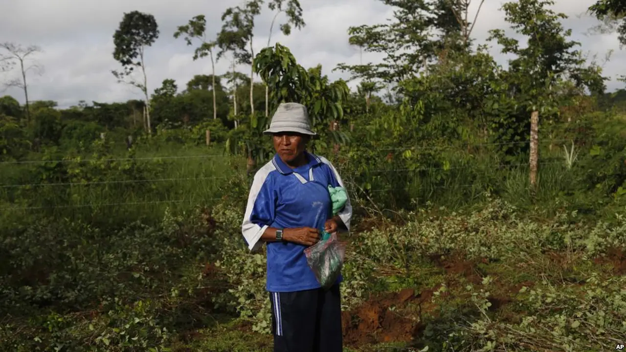 Petani koka di Bolivia