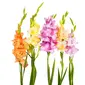 Bunga Gladiol. Sumber : juliasflorist.com.