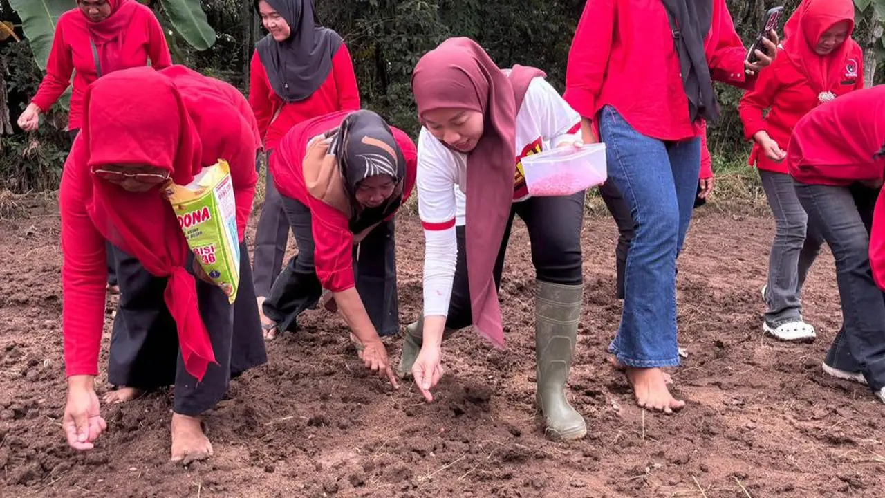 Srikandi PDIP Lampung turun ke ladang menanam jagung bersama kelompok wanita tani.