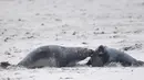 Pertarungan sengit anjing laut abu-abu jantan di utara Pulau Helgoland, Jerman, (14/12). Pulau Helgoland menjadi tempat bagi ratusan anjing laut abu-abu untuk melahirkan. (AFP Photo/John MacDougall)
