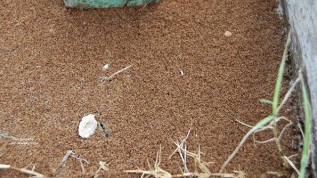 7 Serangan Serangga Paling Menakutkan