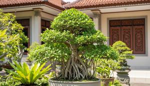 Tanaman Bonsai Depan Rumah. Foto: Gemini