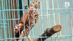 Polisi hutan BKSDA Yogyakarta menggelar razia satwa yang dilindungi di kawasan Bantul Daerah Istimewa Yogyakarta