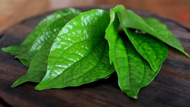 Ilustrasi Daun Sirih