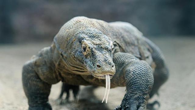 Percaya Keberadaan Naga? Inilah 9 Naga di Dunia Nyata