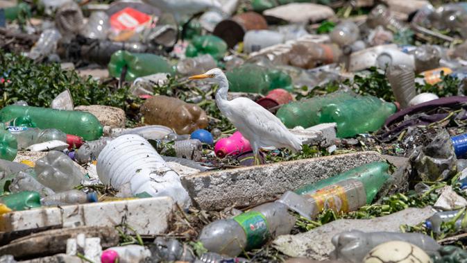 Seekor burung bertengger di atas sampah untuk mencari makanan di Sungai Pinheiros di Sao Paulo, 22 Oktober 2020. Akibat pembuangan limbah domestik dan limbah padat selama bertahun-tahun, Sungai Pinheiros yang dianggap sebagai salah satu paling tercemar di Brasil. (AP/Andre Penner)