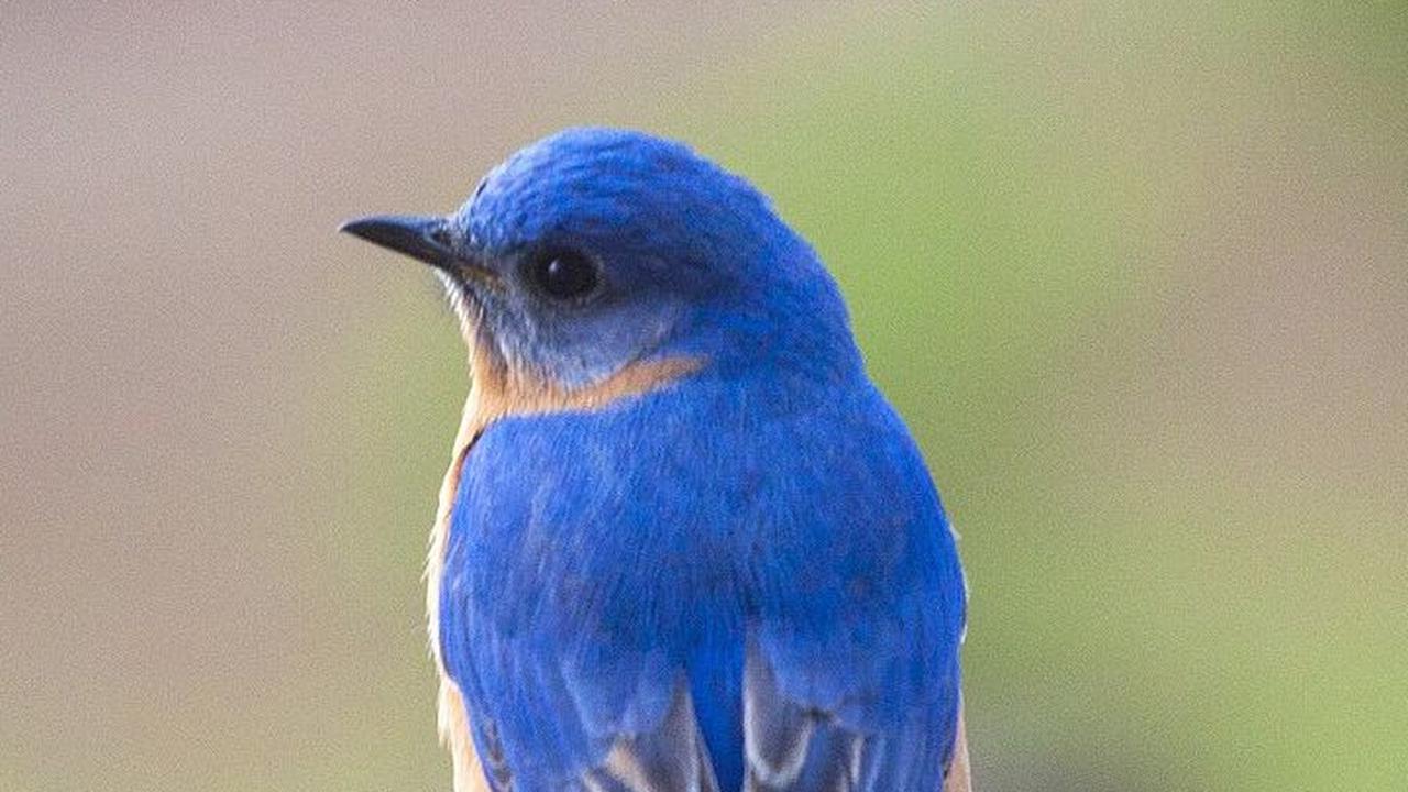 10. Burung Biru