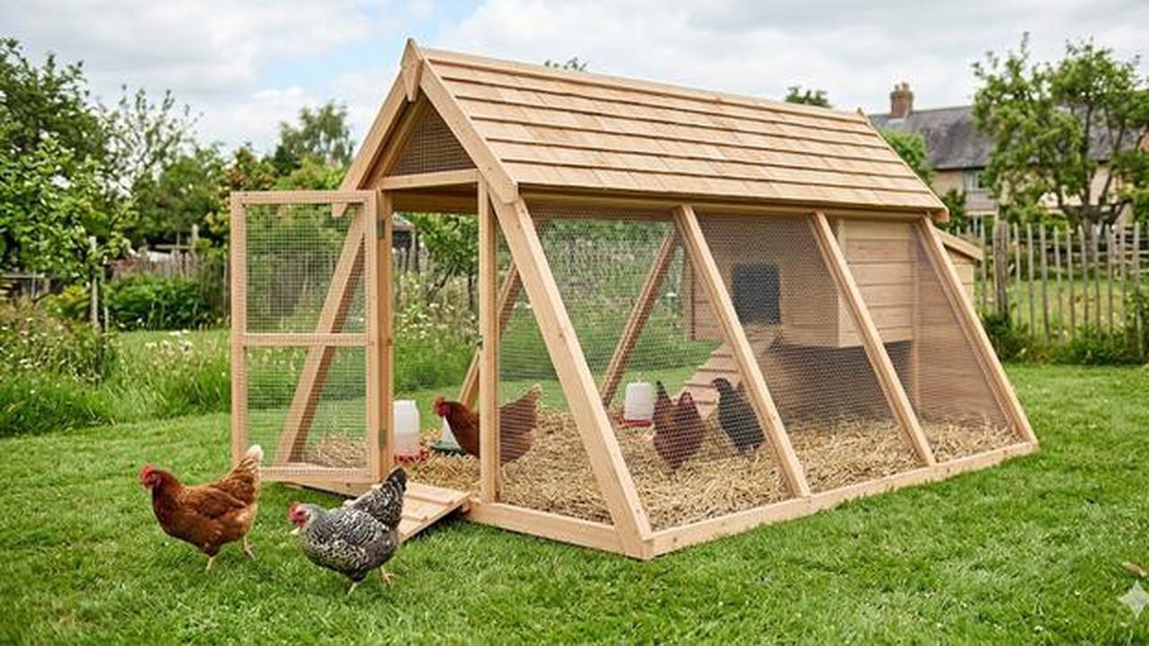 8 Desain Kandang Ayam Sistem Ventilasi Silang Biar Tidak Pengap dan Bau