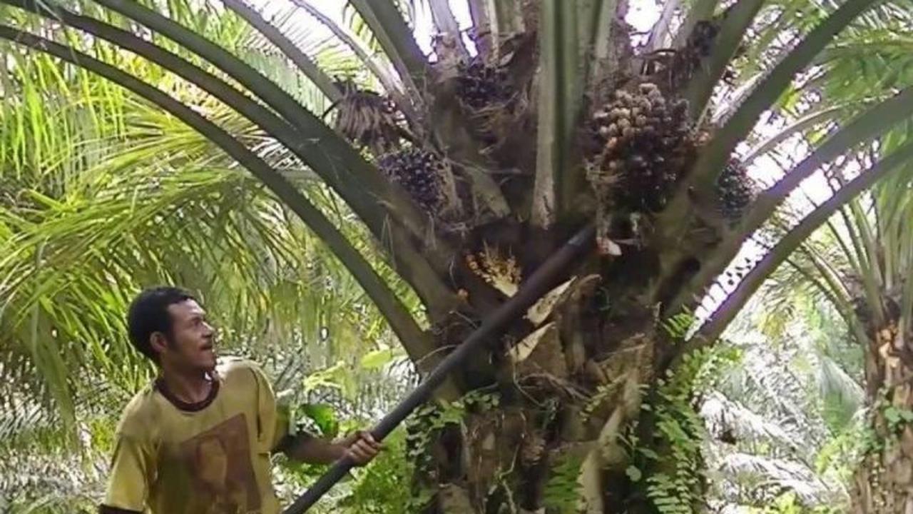 Harga TBS Sawit Kalsel Capai Rp3.437 per Kg di Akhir Februari 2026, Petani Optimis