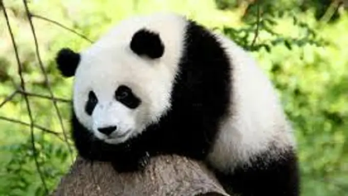 Panda Jahil Ganggu Seorang Ibu, Asli Bikin Gemas