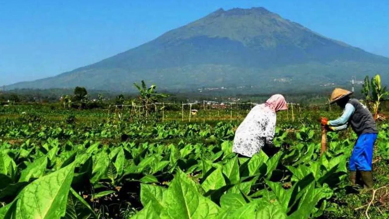 Jerit Petani Tembakau Soal Wacana Aturan Kemasan Rokok Polos Tanpa Merek