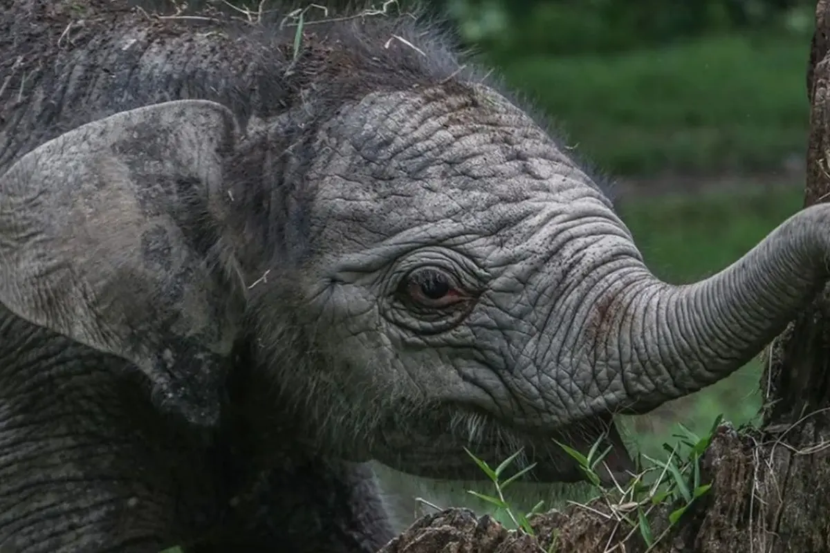 Gajah Sumatera Ngantini Lahirkan Bayi Gajah Betina di TWA Buluh Cina