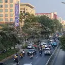 Warna-warni Tabebuya Bermekaran di Jakarta