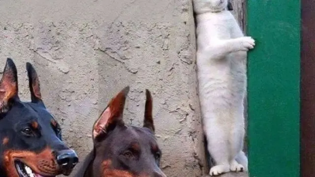 7 Potret Gemas Kucing Ketakutan Ini Lucu Banget, Sampai Dipeluk Anjing