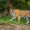 Mantan Aktor Cilik Tewas Diterkam Harimau di Kebun Binatang Inggris