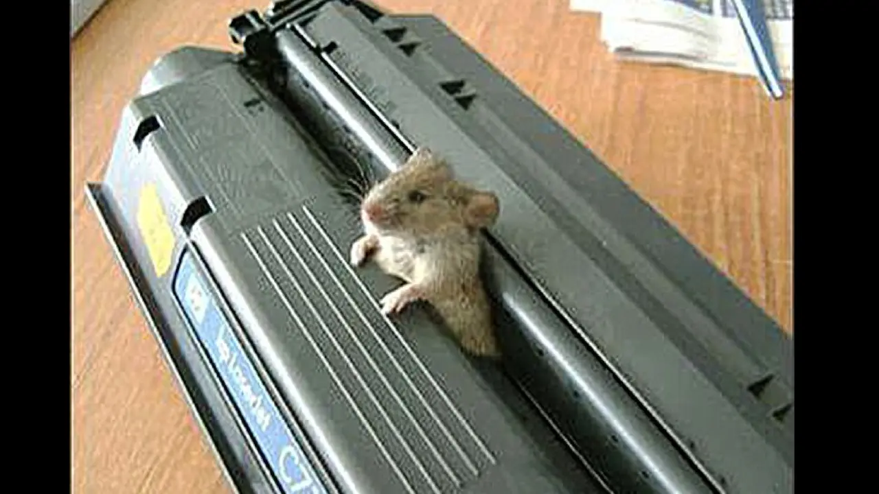 Anak tikus tersangkut di printer. (Daily Mail)