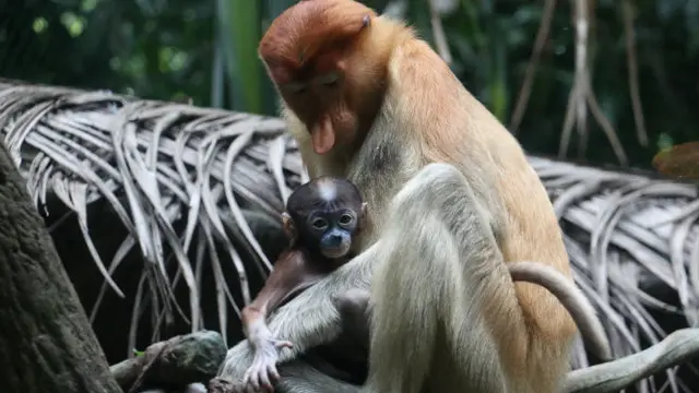 Bekantan di Kebun Binatang Singapura