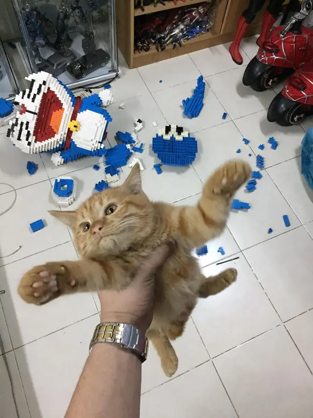 Kucing Oranye Hancurkan Patung Lego Pemiliknya, Ingin Marah tapi Enggak Bisa