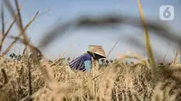 Petani saat memanen padi di persawahan kawasan Rorotan, Jakarta, Rabu (29/7/2020). Cadangan beras pemerintah (CBP) diprediksi mampu untuk memenuhi kebutuhan beras dalam negeri di tengah pandemi Covid-19, bahkan hingga akhir tahun 2020. (merdeka.com/Iqbal S. Nugroho)