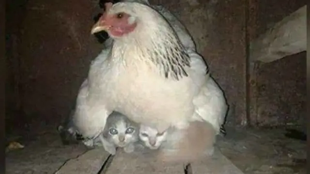 7 Potret Nyeleneh Hewan Salah Asuh, Ada Kucing yang Menyusu dengan Monyet