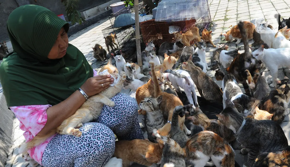 Sedangkan bagi yang akan memberikan kucing, persyaratannya adalah memberi donasi Rp250 ribu per ekor untuk biaya sterilisasi. Sterilisasi dimaksudkan menurunkan sifat agresif agar kucing lebih tenang dan menghindari sifat-sifat perebutan teritorial antar pejantan. (merdeka.com/Arie Basuki)