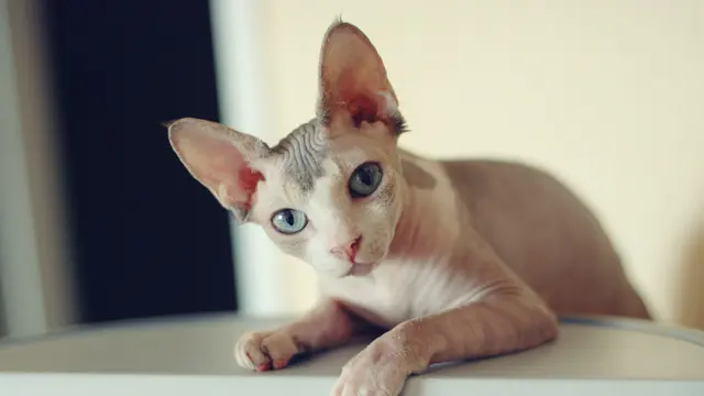 Menebak Karakter Si Dia dari Kucing yang Dipelihara, Biar Makin Gampang Rebut Hatinya