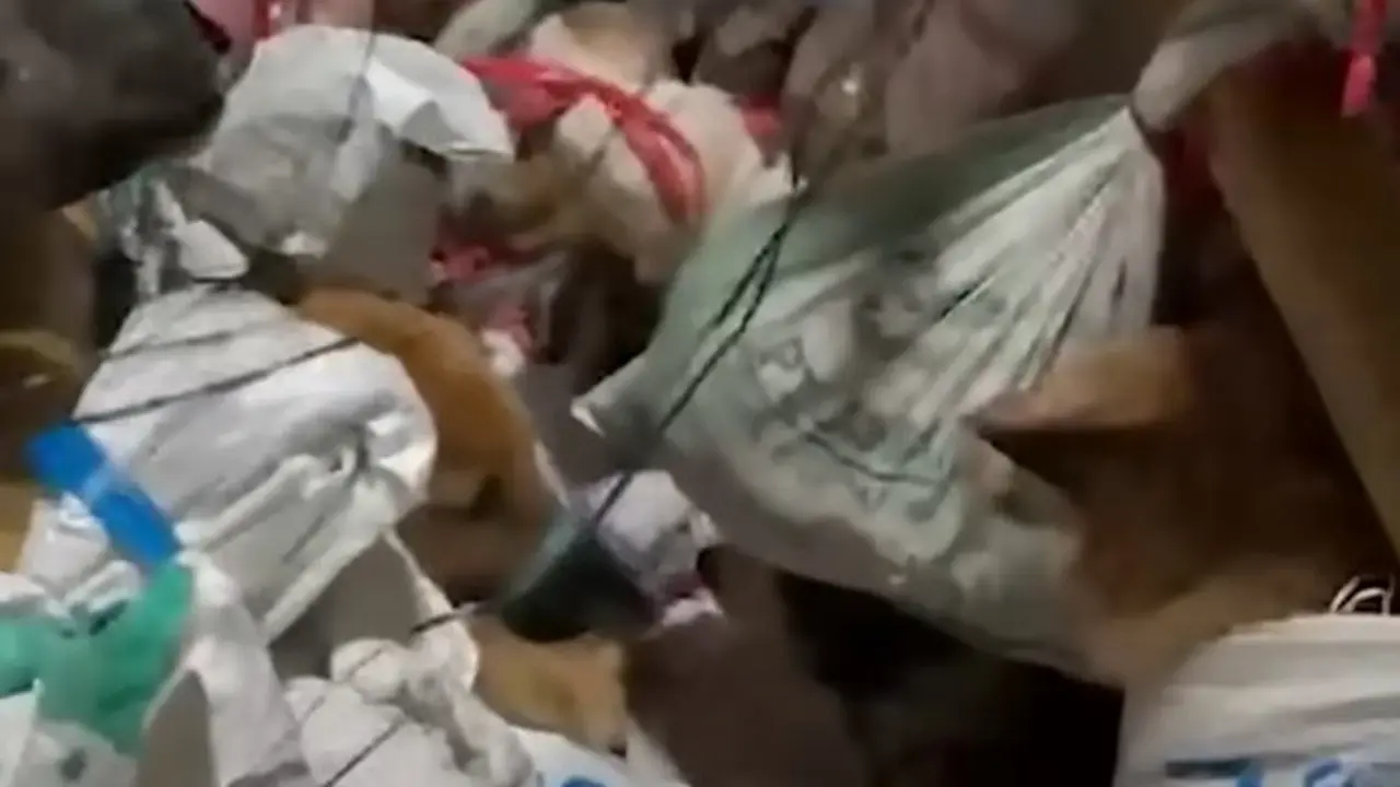 Pengiriman Anjing