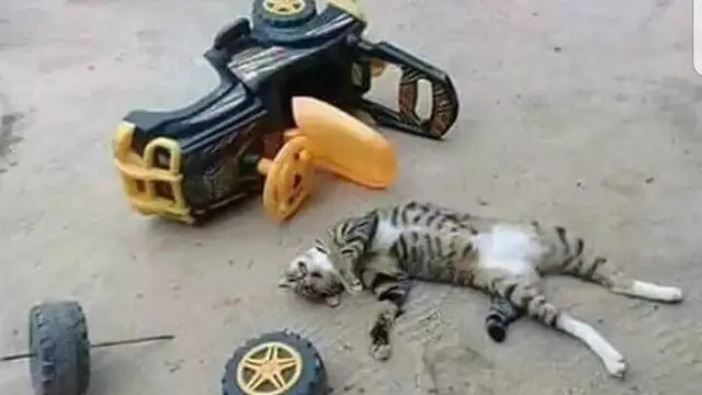 7 Potret Kucing Lagi Asik Bermain, Tingkahnya yang Bak Bocah Ini Bikin Gemas