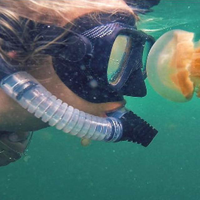 5 Rekomendasi Lokasi Wisata Untuk Berenang Dengan Ubur Ubur Jinak Lifestyle Liputan6 Com