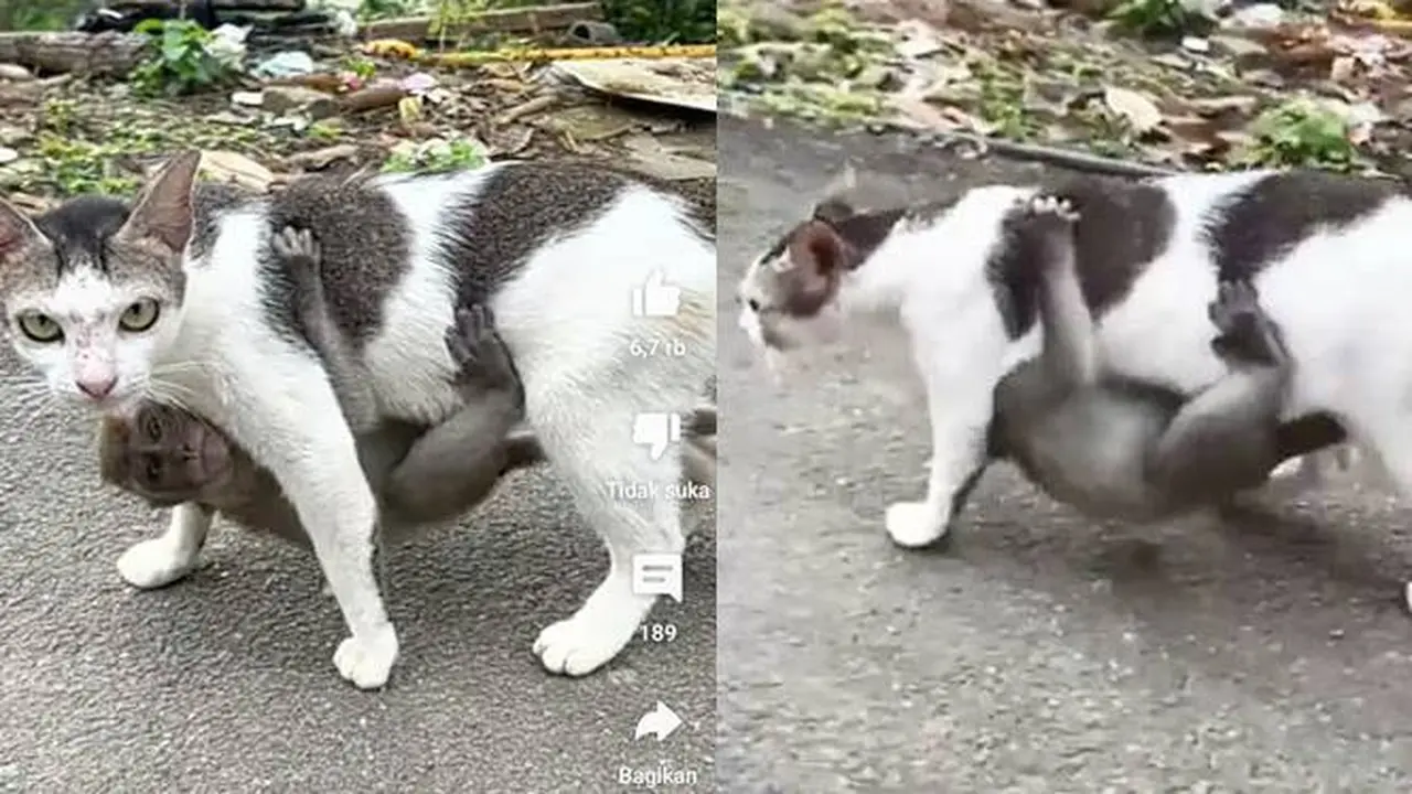 Kocak, Momen Kucing Gendong Anak Monyet Bak Anak Sendiri Lucu Banget