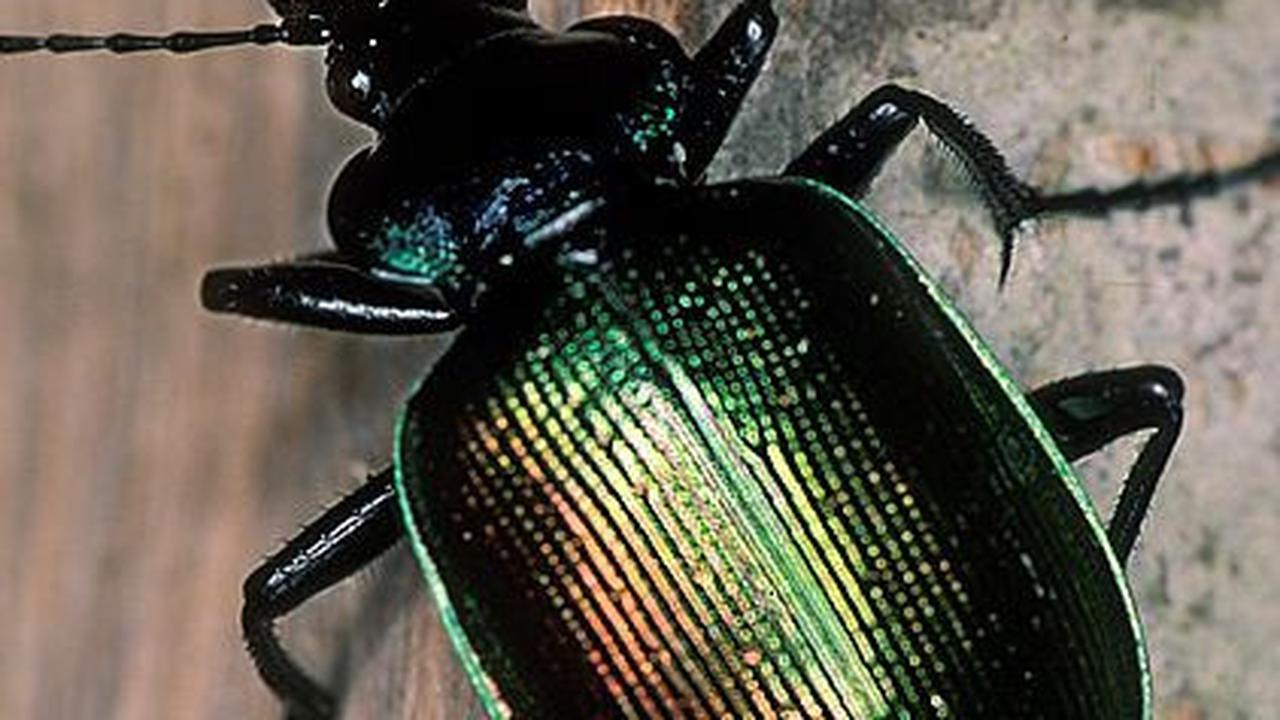 Forest Caterpillar Hunter (Calosoma sycophanta)<br>