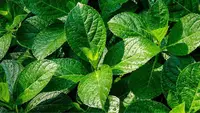 Keji Beling, Tanaman Herbal 'Peluruh Batu' sebagai Pendamping Atasi Batu Ginjal