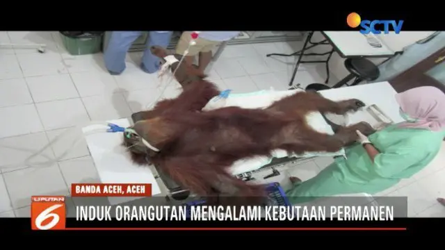 Induk orangutan di Subulussalam, Aceh, sekarat karena terkena luka tembak sebanyak 74 peluru dan luka sabetan benda tajam diduga dodos.