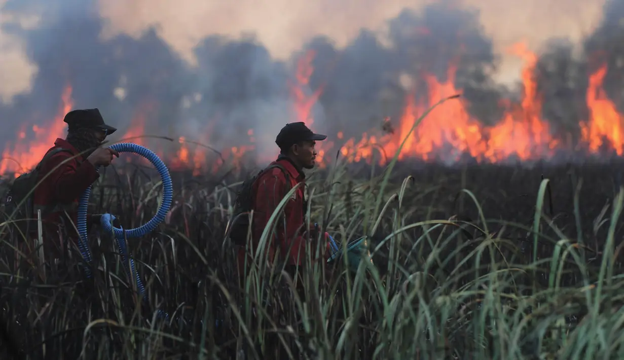 Petugas pemadam kebakaran membawa peralatan mereka saat berupaya memadamkan kebakaran lahan gambut di Palembang, Sumatra Selatan, Indonesia, Selasa, 11 Agustus 2026. (Foto AP/Muhammad Hatta)