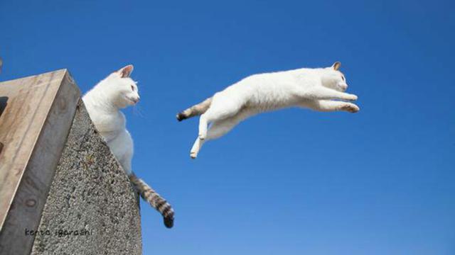 Mengupas Mitos Kucing Memiliki Sembilan Nyawa