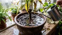 Cara Menyelamatkan Tanaman yang Terlalu Banyak Disiram, Begini Langkah Tepat agar Tidak Membusuk