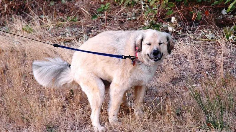 Saat Buang Air Besar Anjing Selalu Menatap Kita, Ini Sebabnya