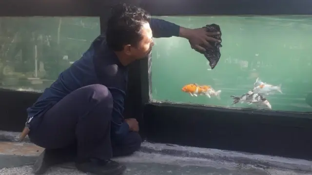 Kementerian Sosial lewat Unit Pelaksana Teknis (UPT) Balai Wiyata Guna Bandung mengembangkan pelatihan budi daya ikan koi bagi para penyandang disabilitas tuna netra