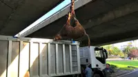 Lolos Dari Rumah Jagal, Sapi Ini Berulah
