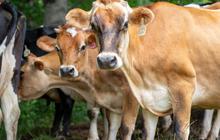 Kronologi Sapi Seberat 500 Kg Lebih Tercebur ke Kolam Renang Bekas Sedalam 5 Meter Diselamatkan Damkar
