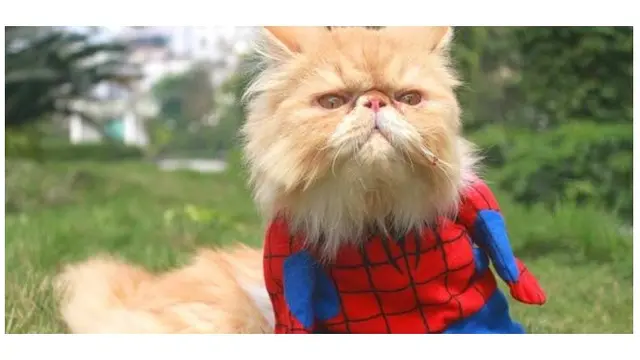 Potret Lucu Saat Kucing Berkostum Superhero Ini Bikin Gemes