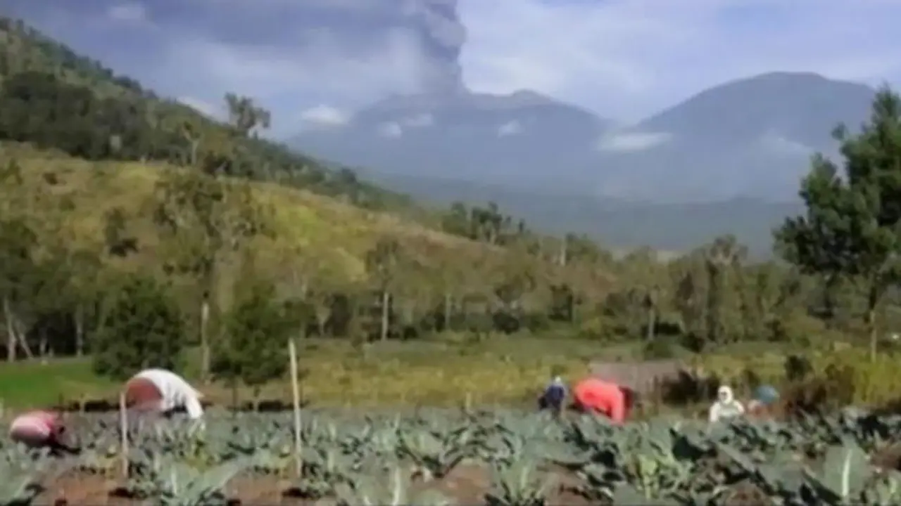 Tebalnya Debu Raung Lahan Sayur Mayur Milik Petani Rusak Parah