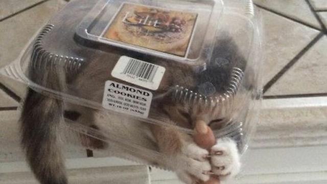 10 Potret Menggemaskan Kucing Tidur di Tempat Tak Biasa