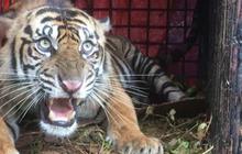 Kerap Meresahkan, Harimau di Lampung Barat Berhasil Ditangkap