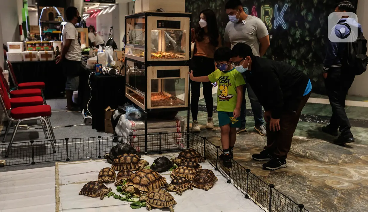Seorang anak mengamti kura-kura yang dipamerkan dalam Exotique Pet Expo di Senayan Park, Jakarta, Kamis (28/10/2021). Pameran bagi pecinta reptil ini digelar dari tanggal 27 hingga 31 oktober 2021 mendatang. (Liputan6.com/Johan Tallo)