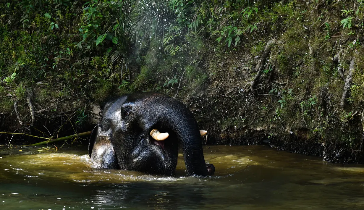 Gambar pada 27 Juli 2019 menunjukkan seekor gajah Sumatra mandi di sungai dekat Unit Respons Konservasi Alue Kuyun di Meulaboh, Aceh. Gajah Sumatra termasuk salah satu spesies yang terancam punah dan diperkirakan hanya tersisa sekitar 500 ekor di Aceh. (CHAIDEER MAHYUDDIN/AFP)