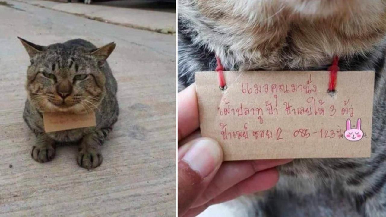 3 Hari Tak Pulang, Kucing Ini Kembali ke Rumah Pemilik dengan Tagihan Utang