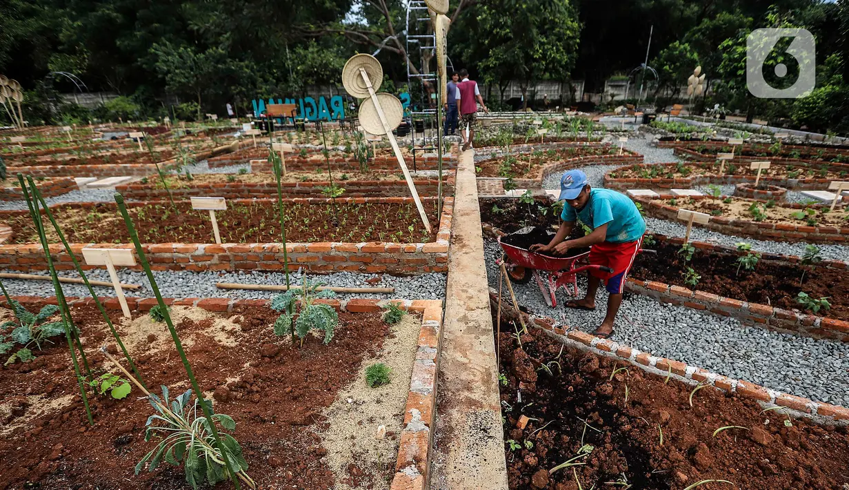 Aktivitas pekerja di kawasan Agro Edukasi Wisata Ragunan, Jakarta, Selasa (15/12/2020). Agro Edukasi Wisata Ragunan seluas 2,2 hektare tersebut untuk mengakomodir tingginya minat warga Ibu Kota dalam bercocok tanam di masa pandemi Covid-19. (Liputan6.com/Johan Tallo)